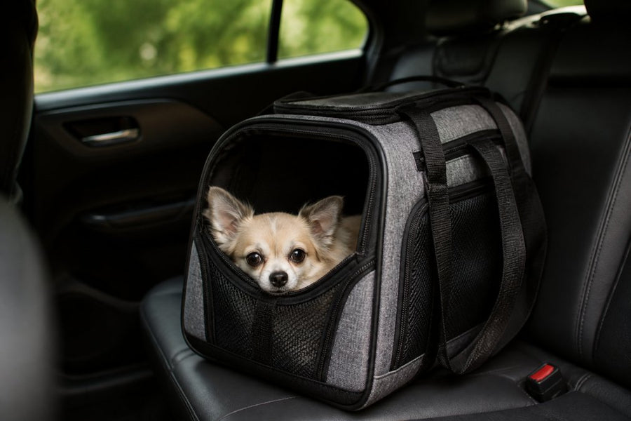 Comfortable Carriers for Small Nervous Dogs: 2026 Guide