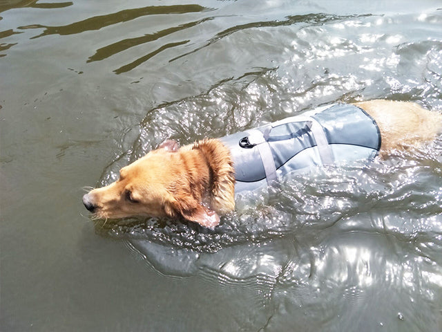 HarbourVest Dog Life Jacket – Rescue Handle
