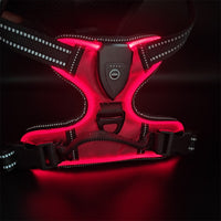 GlowTrail LED Dog Harness – USB LED Walking Harness — Dark Blue Lead / Lead — The Signature Edit — pet travel Australia