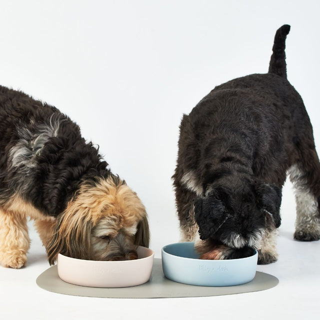 StayPut Ceramic Bowls – Weighted Ceramic Pet Bowls