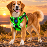 Dog wearing Fur & Far green LED safety harness outdoors at sunset