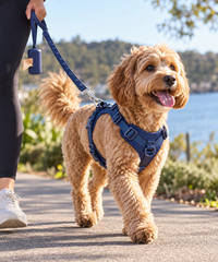 Dog walking outdoors in the Fur & Far IronWalk navy adjustable harness and matching lead