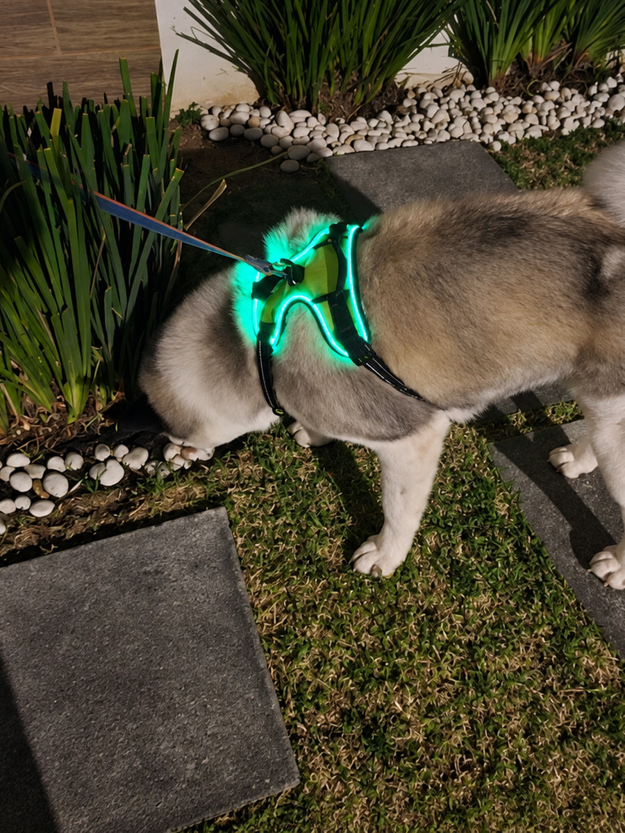 Koda as worn in GlowTrail, green light on his back in the garden