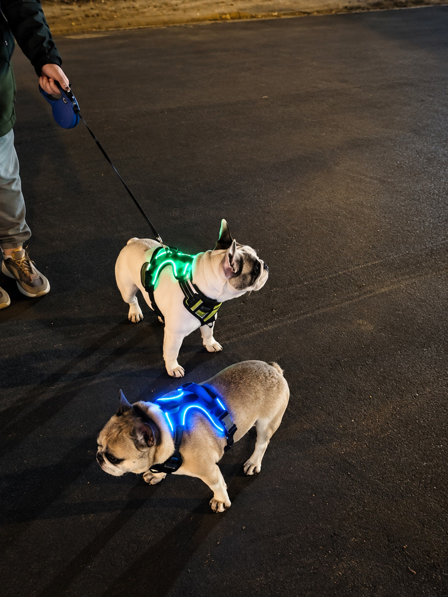 Remy and Olive as worn in GlowTrail on the night walk